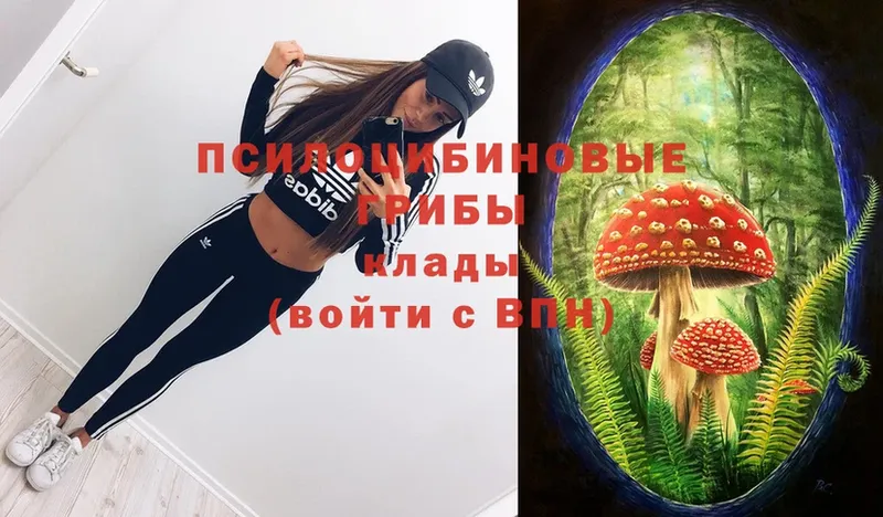 Галлюциногенные грибы Psilocybe  что такое   Всеволожск 